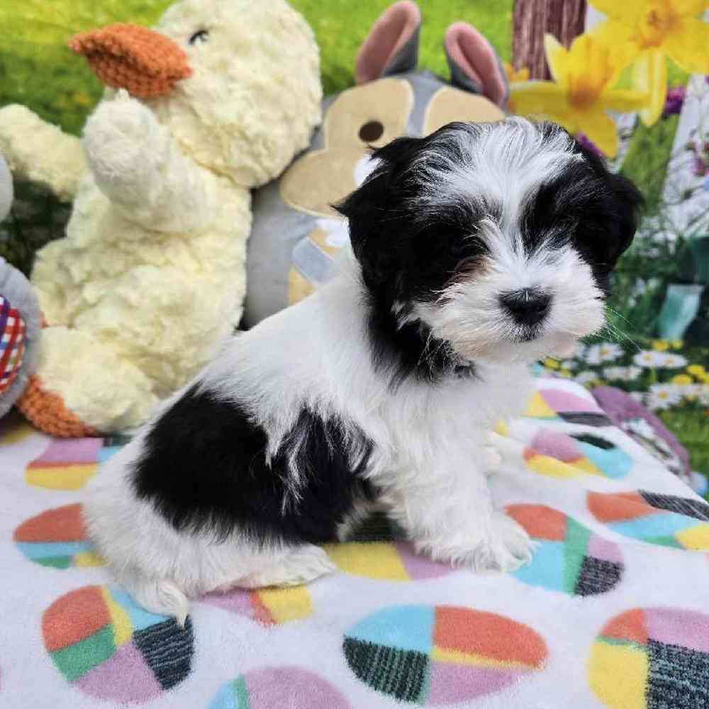 Female Coton De Tulear Puppy for Sale in Virginia Beach, VA