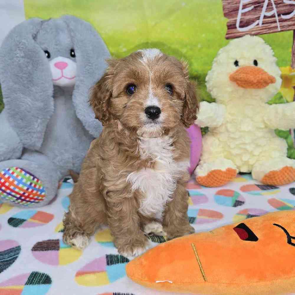 Female Cavapoo Puppy for Sale in Virginia Beach, VA