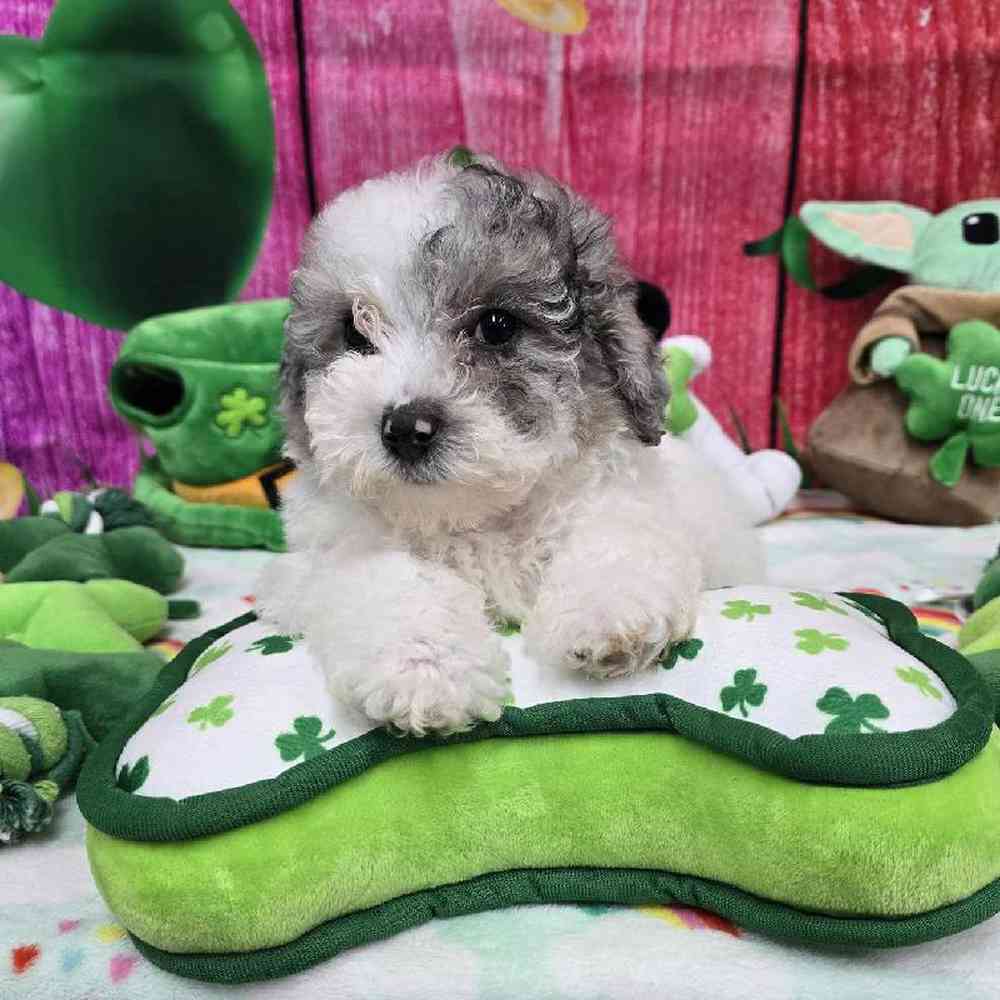 Female Maltipoo Puppy for Sale in Virginia Beach, VA