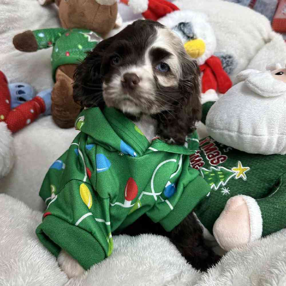Female Cocker Spaniel Puppy for Sale in Virginia Beach, VA