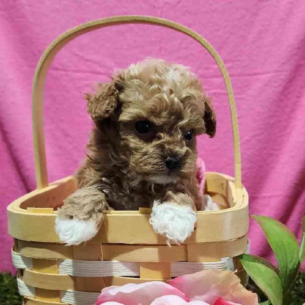 Female Maltipoo Puppy for Sale in Virginia Beach, VA