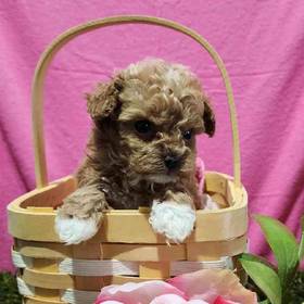 Maltipoo