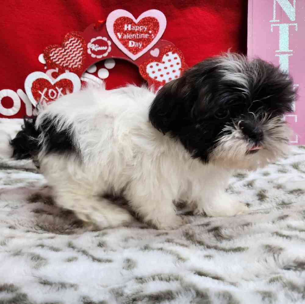Male Shih Tzu Puppy for Sale in Virginia Beach, VA