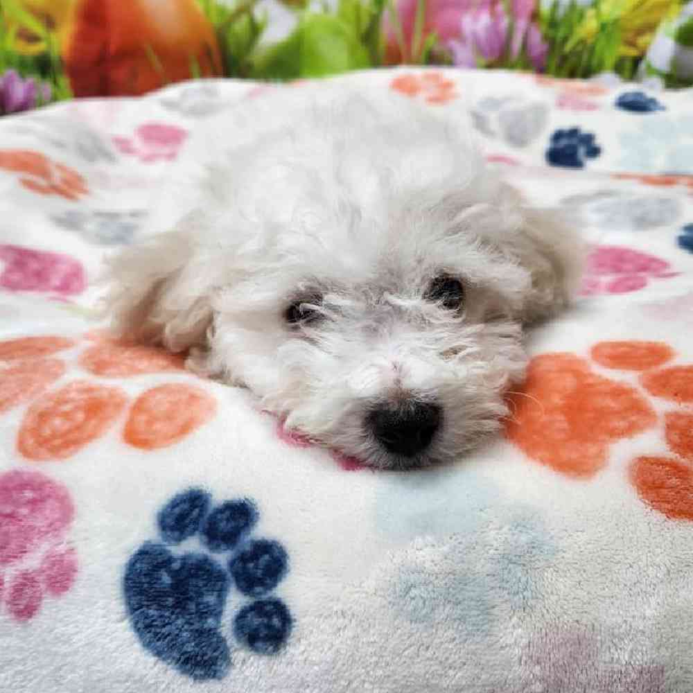 Male Bichonpoo Puppy for Sale in Virginia Beach, VA