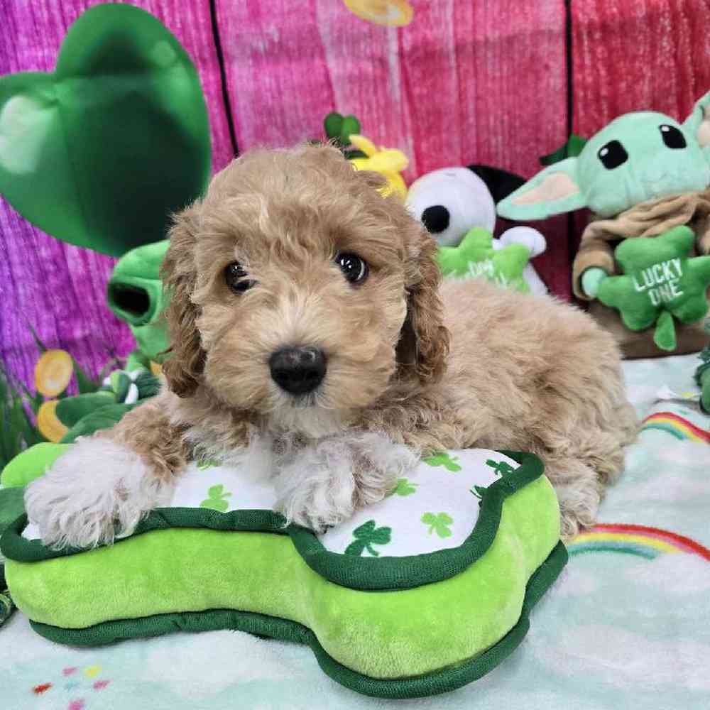 Male Bichonpoo Puppy for Sale in Virginia Beach, VA