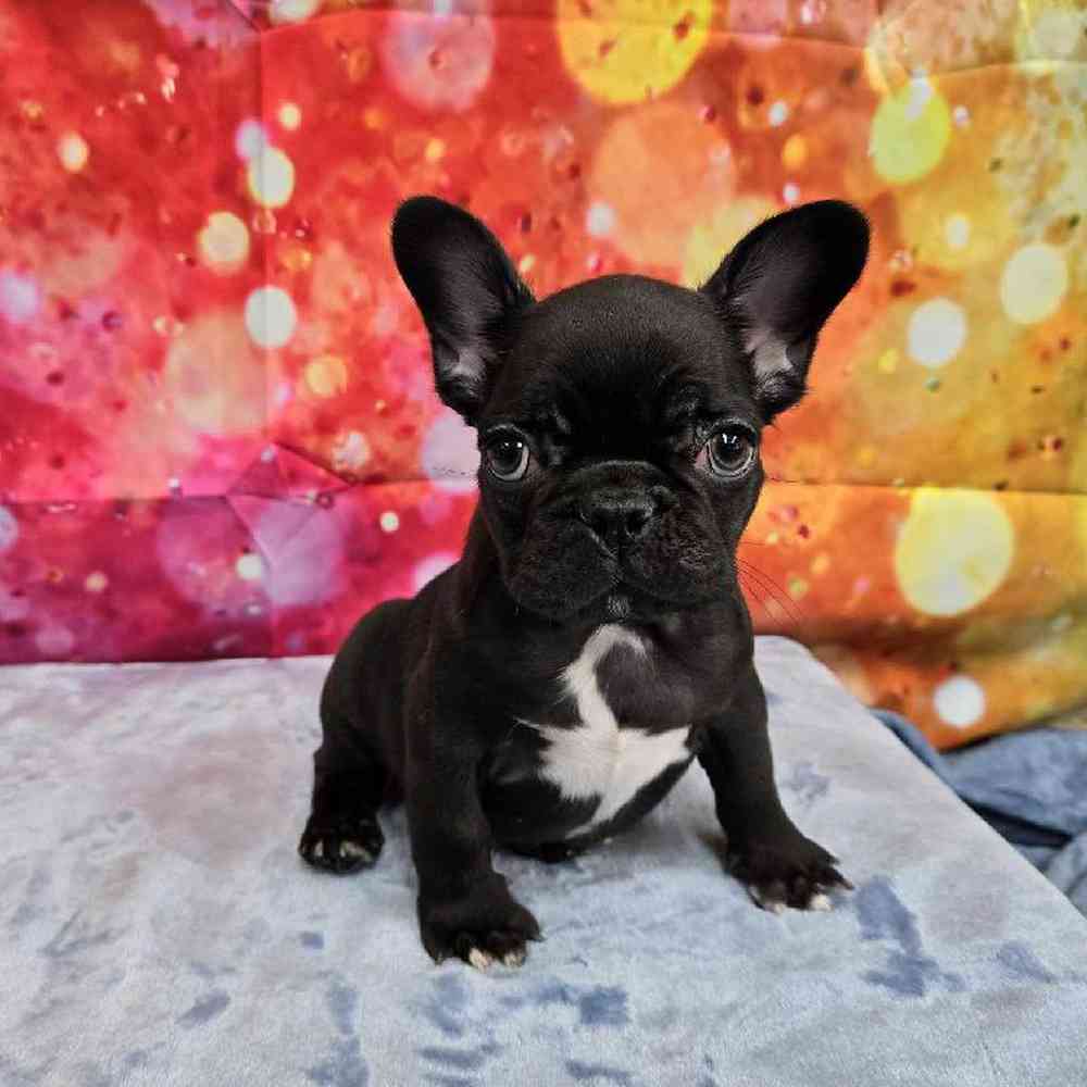 Female French Bulldog Puppy for Sale in Virginia Beach, VA