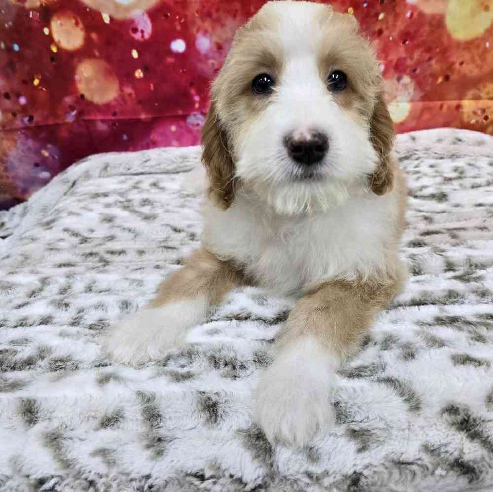 Male Mini Woodle Puppy for Sale in Virginia Beach, VA