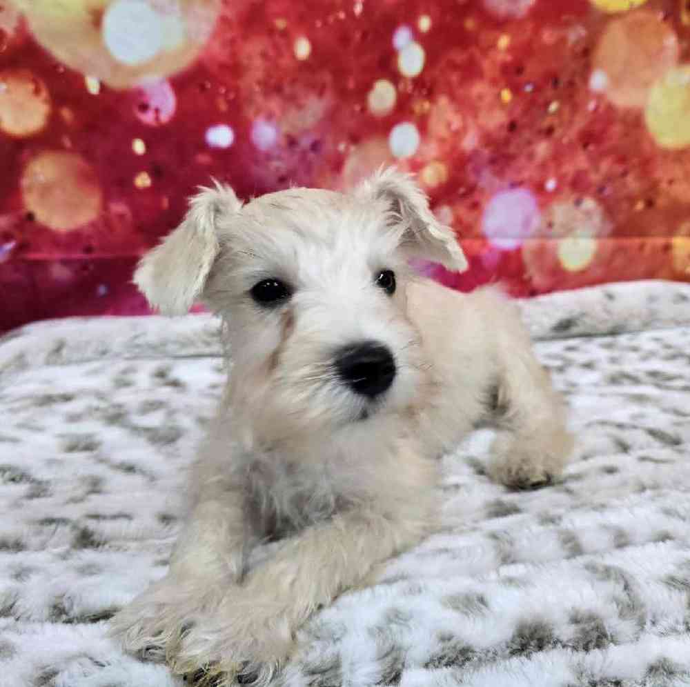 Male Mini Schnauzer Puppy for Sale in Virginia Beach, VA
