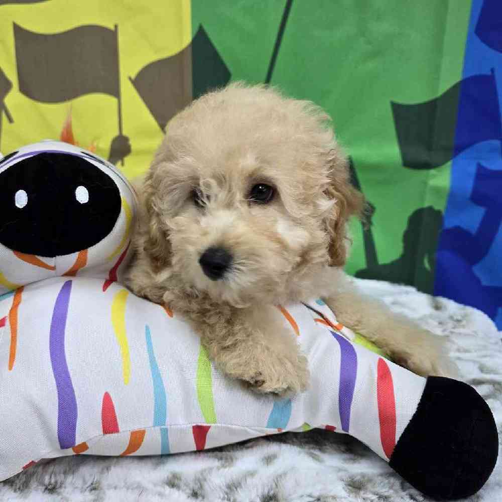 Male Mini Poodle Puppy for Sale in Virginia Beach, VA