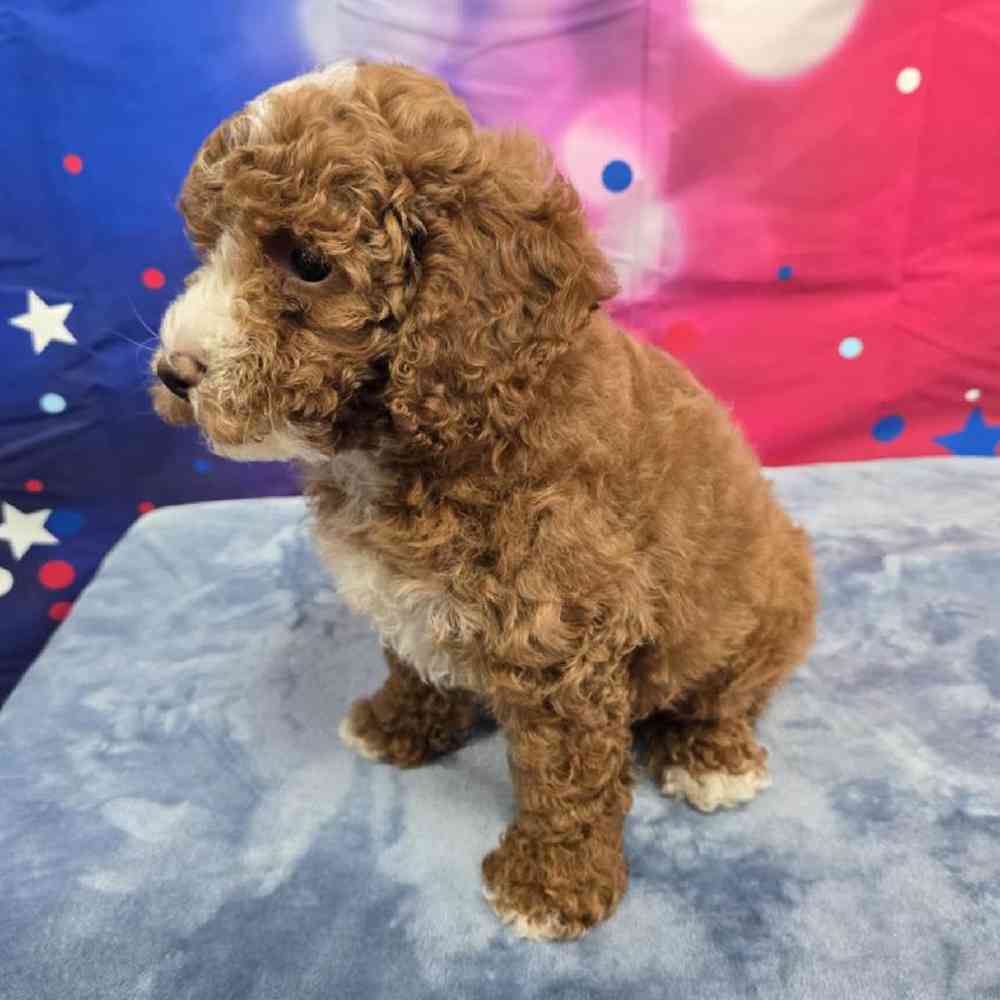 Male Poodle Puppy for Sale in Virginia Beach, VA