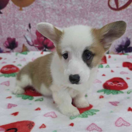 Pembroke Welsh Corgi