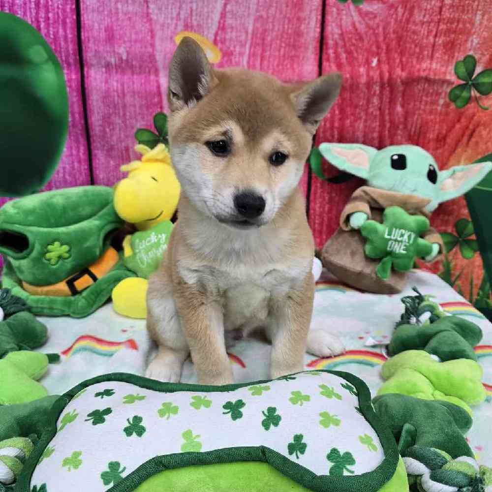 Male Shiba Inu Puppy for Sale in Virginia Beach, VA