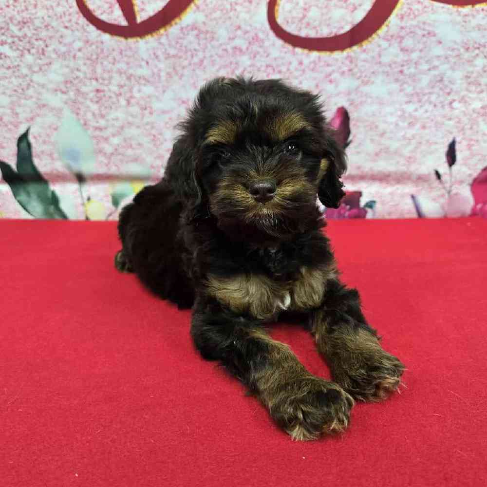 Female Cockapoo Puppy for Sale in Virginia Beach, VA