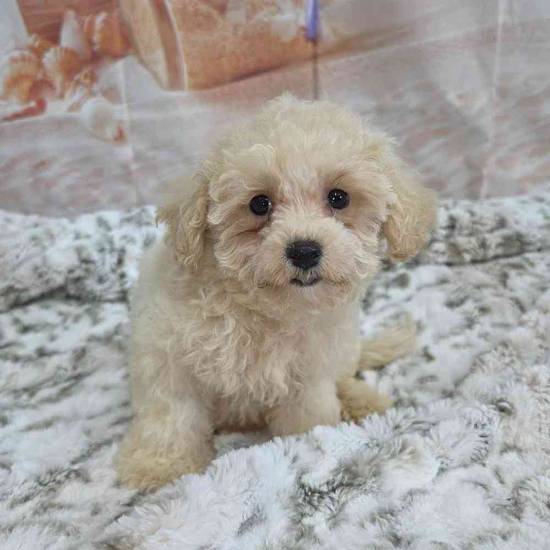 Maltipoo