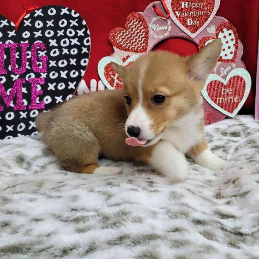 Female Pembroke Welsh Corgi Puppy for Sale in Virginia Beach, VA