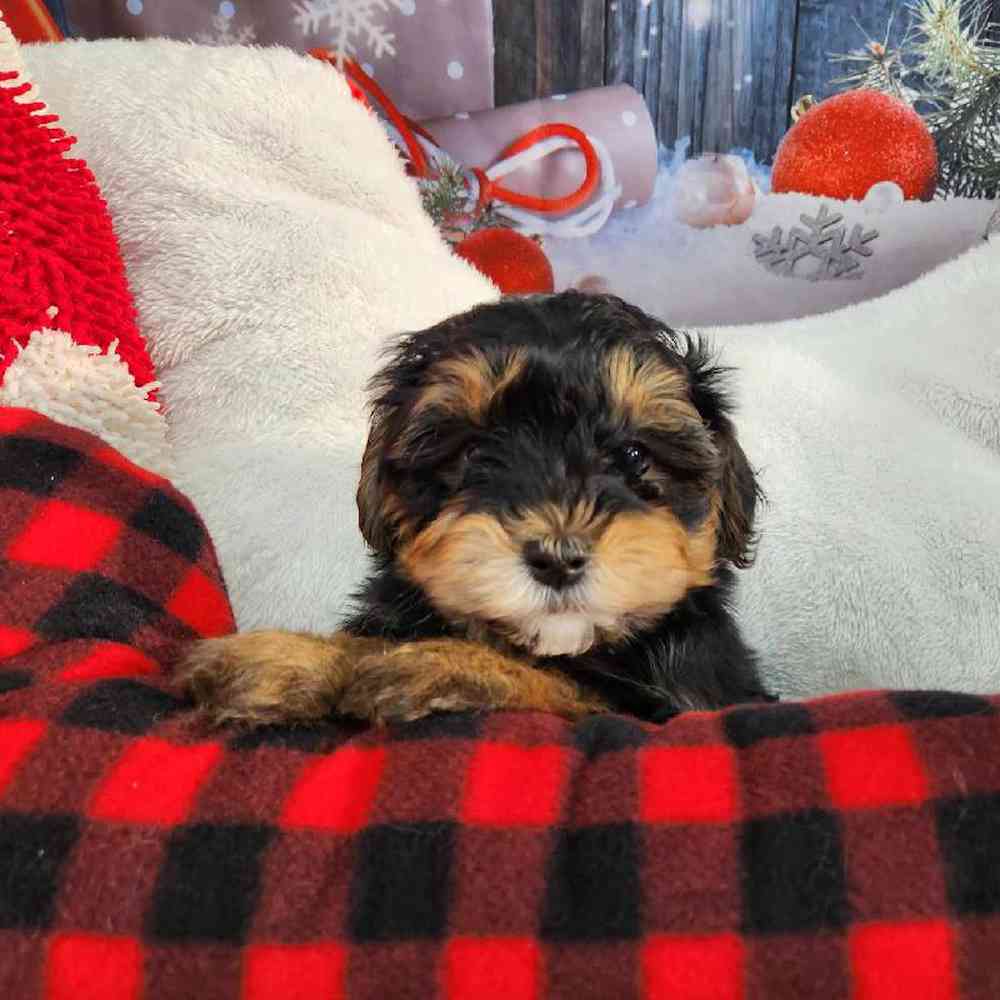Male Morkie Puppy for Sale in Virginia Beach, VA