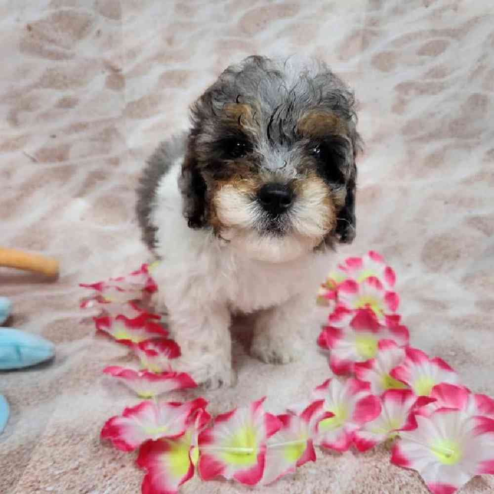 Male Teddy Bear Puppy for Sale in Virginia Beach, VA