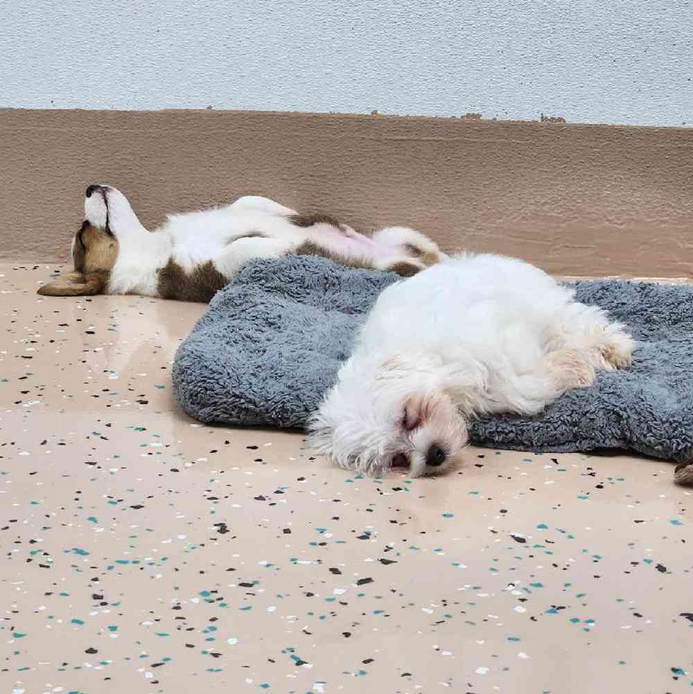 Male Maltese Puppy for Sale in Virginia Beach, VA