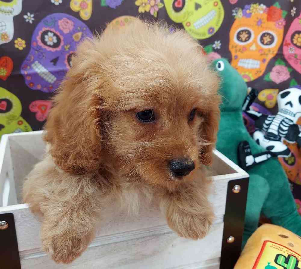 Male Cavapoo Puppy for sale