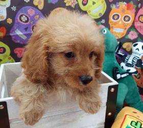 Cavapoo