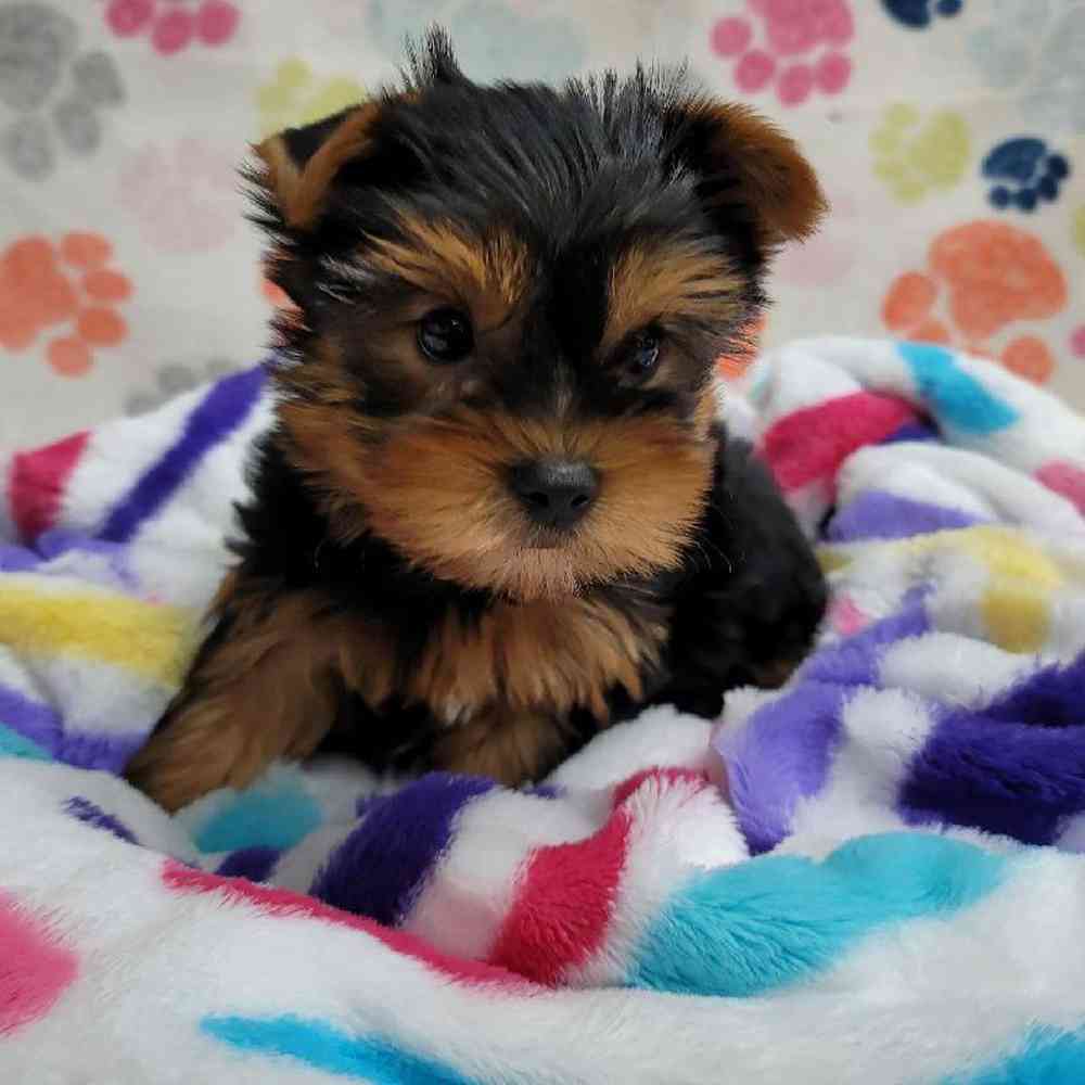 Male Yorkie Puppy for Sale in Virginia Beach, VA