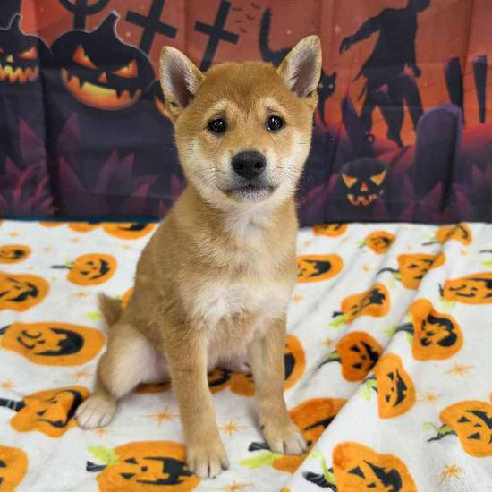 Shiba Inu