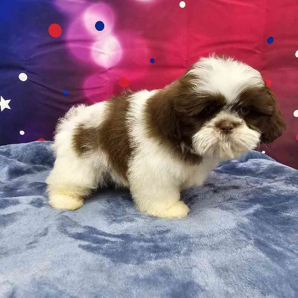 Male Shih Tzu Puppy for Sale in Virginia Beach, VA