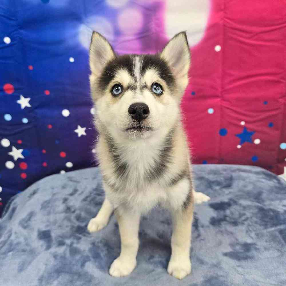 Female Pomsky Puppy for Sale in Virginia Beach, VA