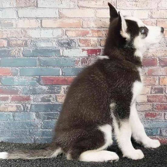 Siberian Husky