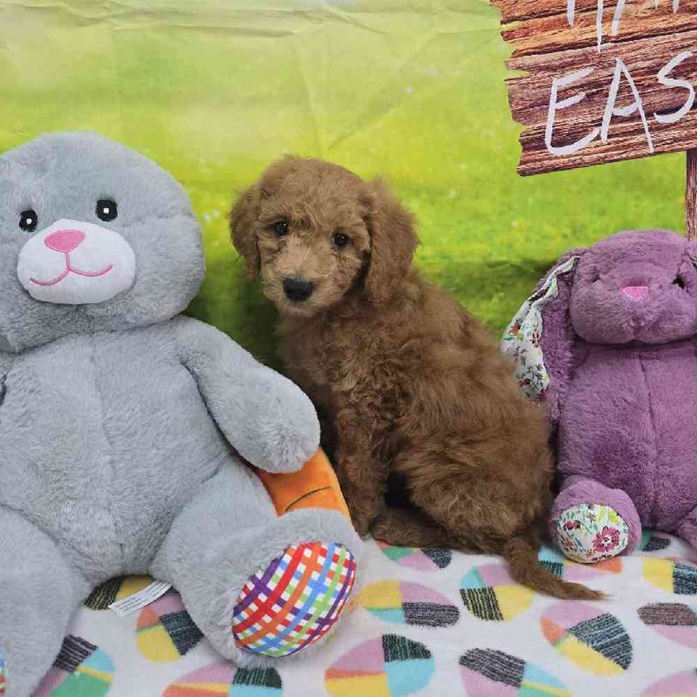 Female Mini Goldendoodle Puppy for Sale in Virginia Beach, VA
