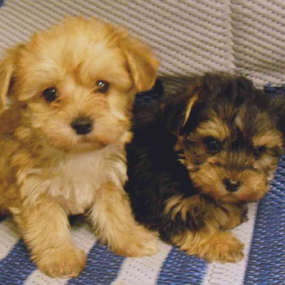 Yorkie stuff hotsell