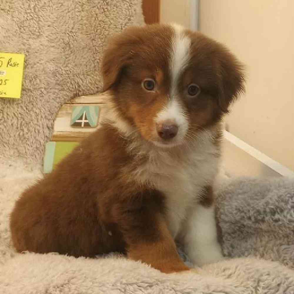 Image of a pet breed in the gallery