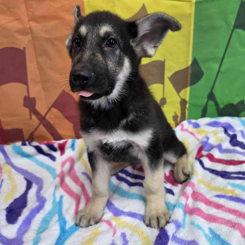 Male German Shepherd Puppy for Sale in Virginia Beach, VA