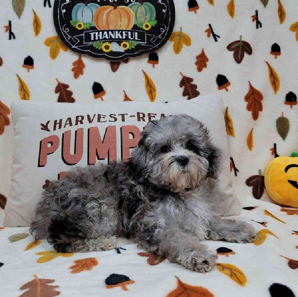 Female Maltipoo Puppy for sale
