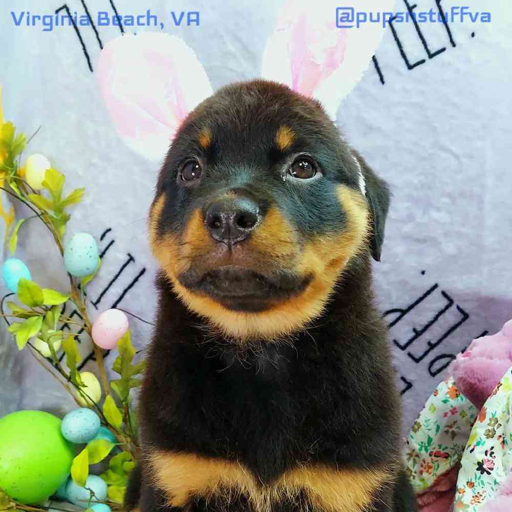 Female Rottweiler Puppy for sale