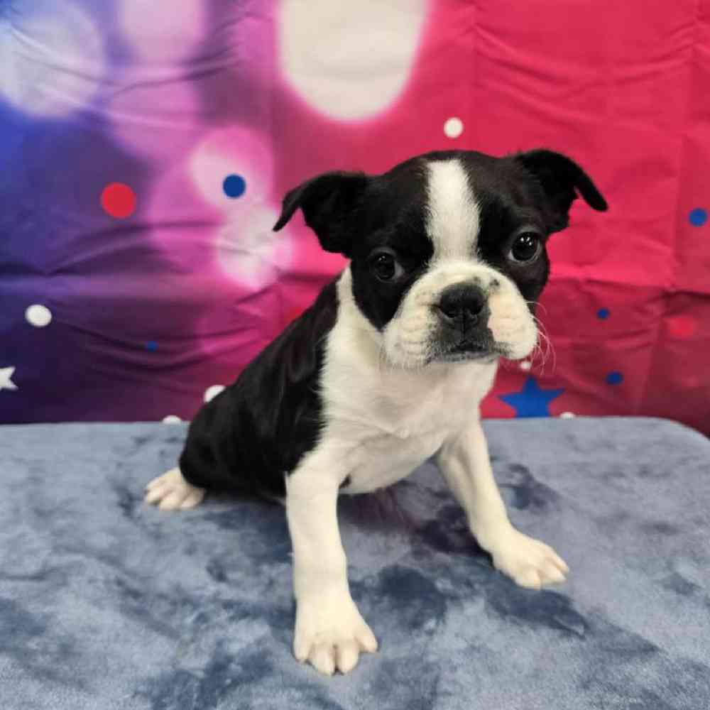 Male Frenchton Puppy for Sale in Virginia Beach, VA