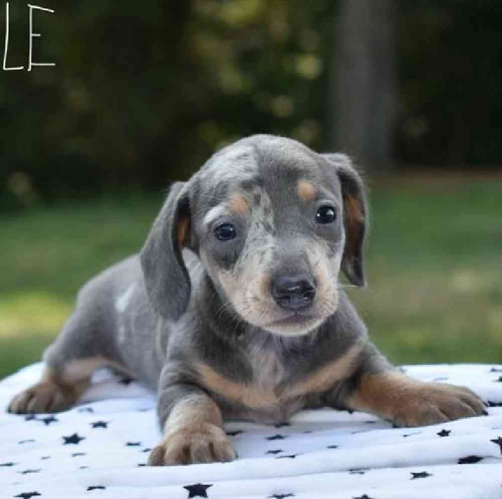 Male Dachshund Puppy for Sale in Virginia Beach, VA