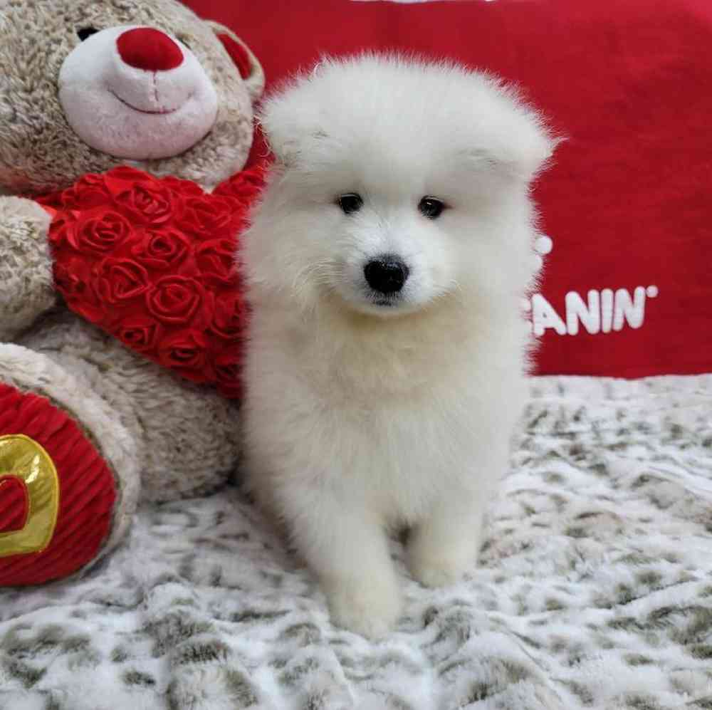 Male Samoyed Puppy for Sale in Virginia Beach, VA