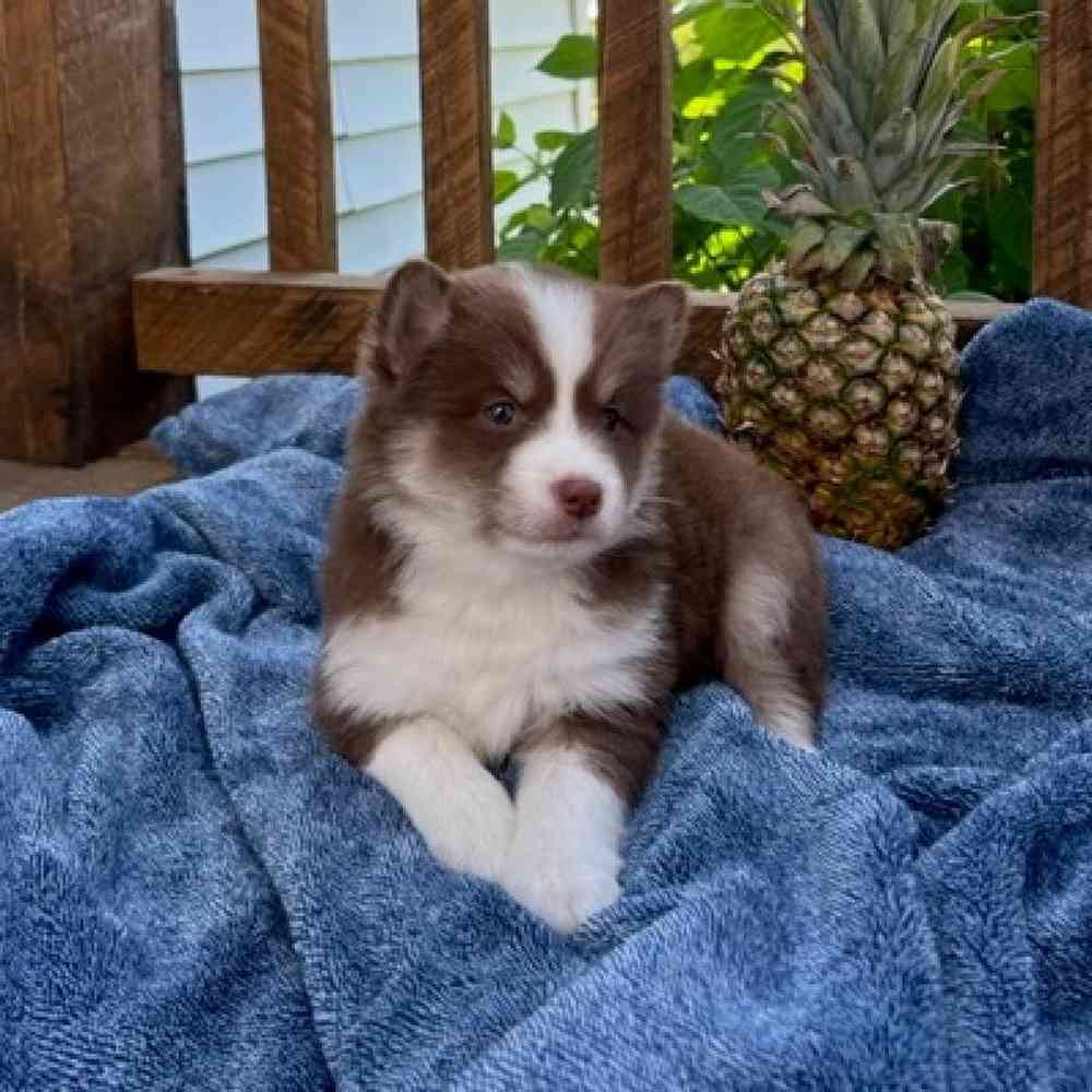 Female Pomsky Puppy for Sale in Virginia Beach, VA