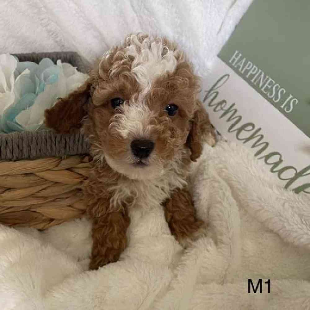 Male Bichonpoo Puppy for Sale in Virginia Beach, VA
