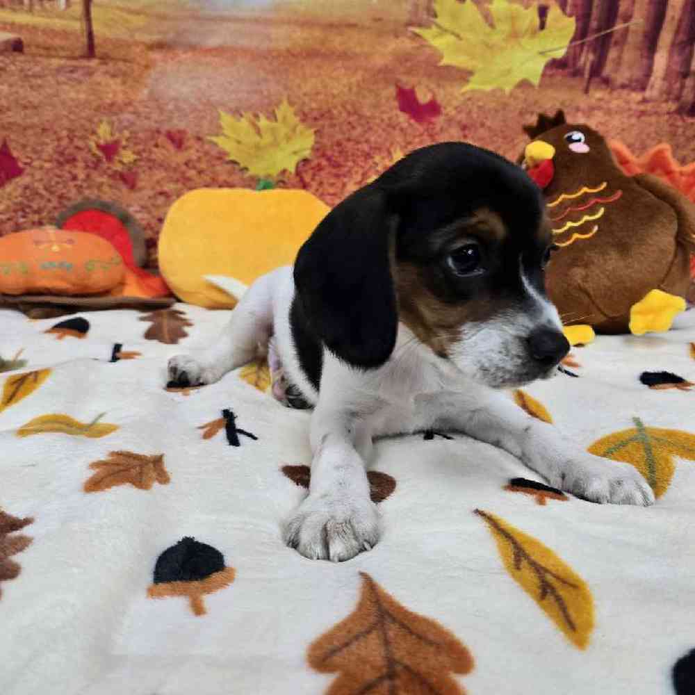 Male Beagle Puppy for Sale in Virginia Beach, VA