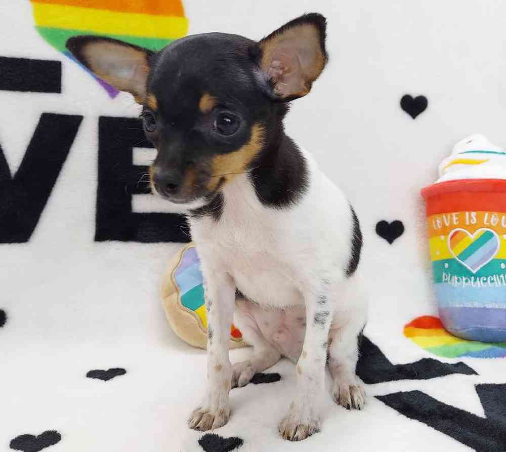 Male Rat Terrier Puppy for sale
