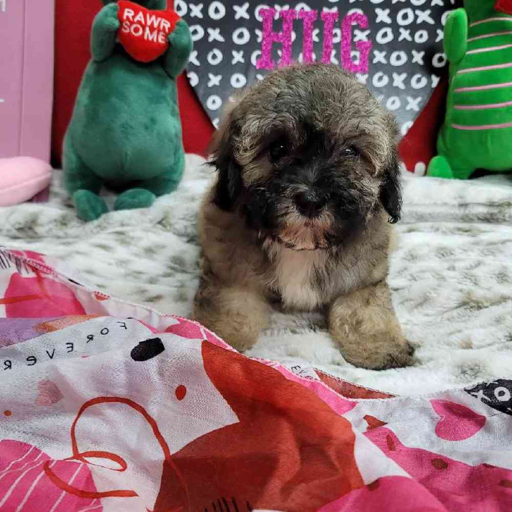 Female Bichonpoo Puppy for Sale in Virginia Beach, VA