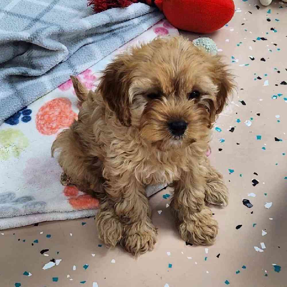 Female Cavapoo Puppy for Sale in Virginia Beach, VA