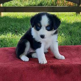 Mini Aussie