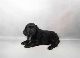 Cavapoo