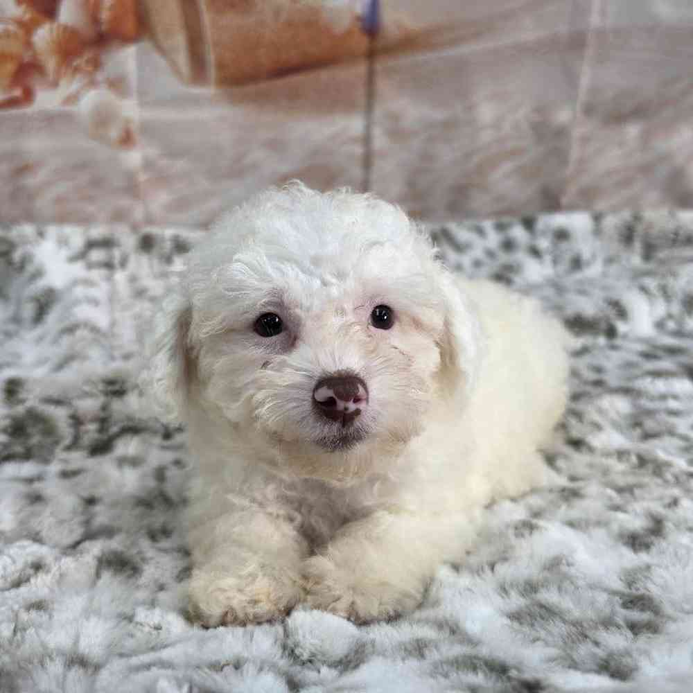 Male Poodle Toy Puppy for Sale in Virginia Beach, VA