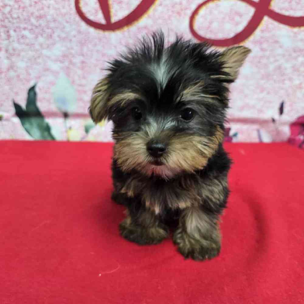Male Yorkie Puppy for Sale in Virginia Beach, VA