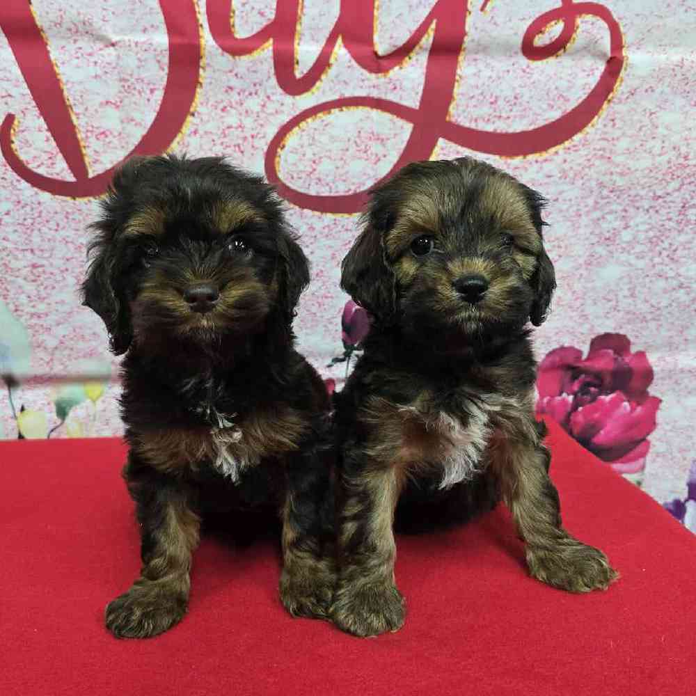 Female Cockapoo Puppy for Sale in Virginia Beach, VA