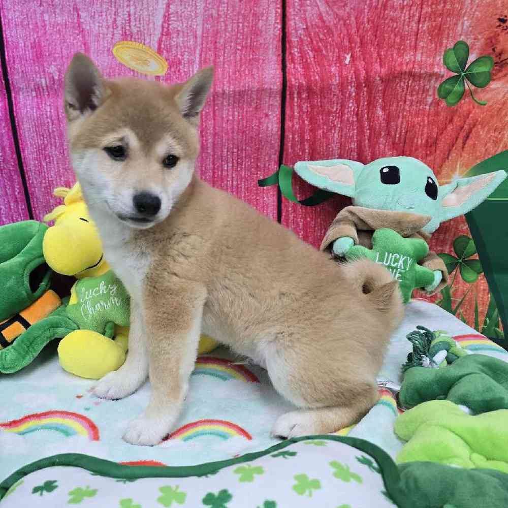 Male Shiba Inu Puppy for Sale in Virginia Beach, VA